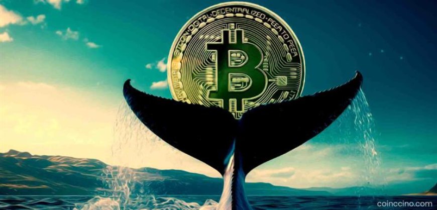 Whale Sell-Off of 115,000 BTC Slows, Market Shows Resilience